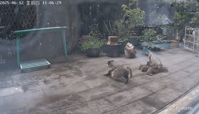 皇冠登一登二登三区别_上海一小区居民苦恼新邻居：突然搬来让人提心吊胆皇冠登一登二登三区别！不能抓不能打