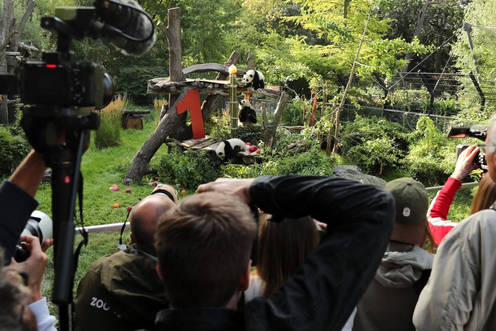 皇冠信用网账号注册_在德出生的第二对大熊猫双胞胎迎来一岁生日