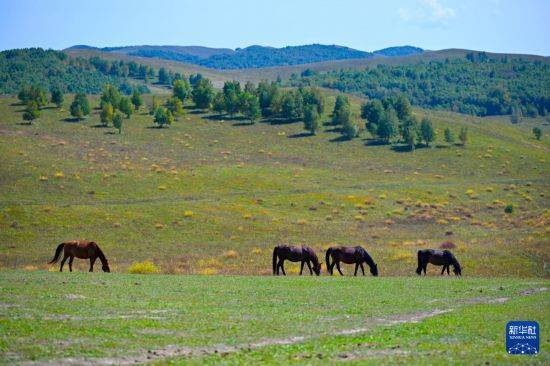 比沙奴 vs 利沃诺_初秋的乌兰布统草原