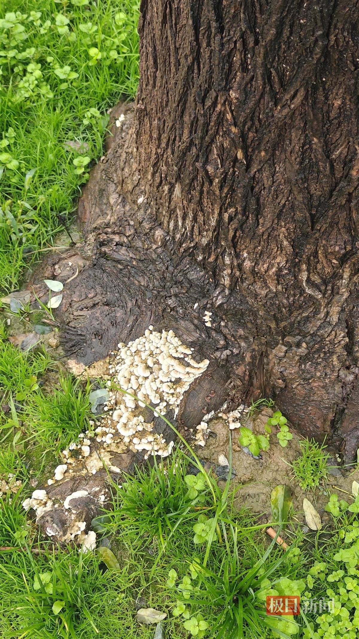 怎么开皇冠信用
_西安连续一个多月降雨遍地长蘑菇怎么开皇冠信用
,大雁塔受潮,城墙布满青苔,气象局解释成因