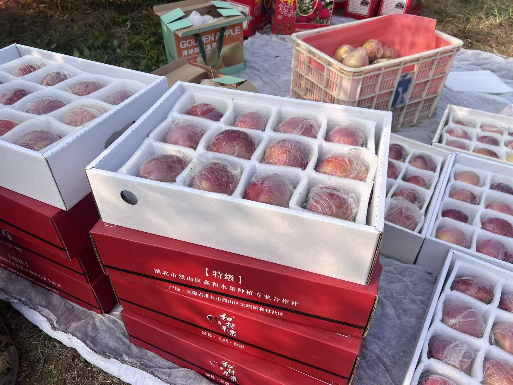 皇冠信用代理出租
_“淮北为啥不种橘子皇冠信用代理出租
?”果农:因为我们有更甜的王牌