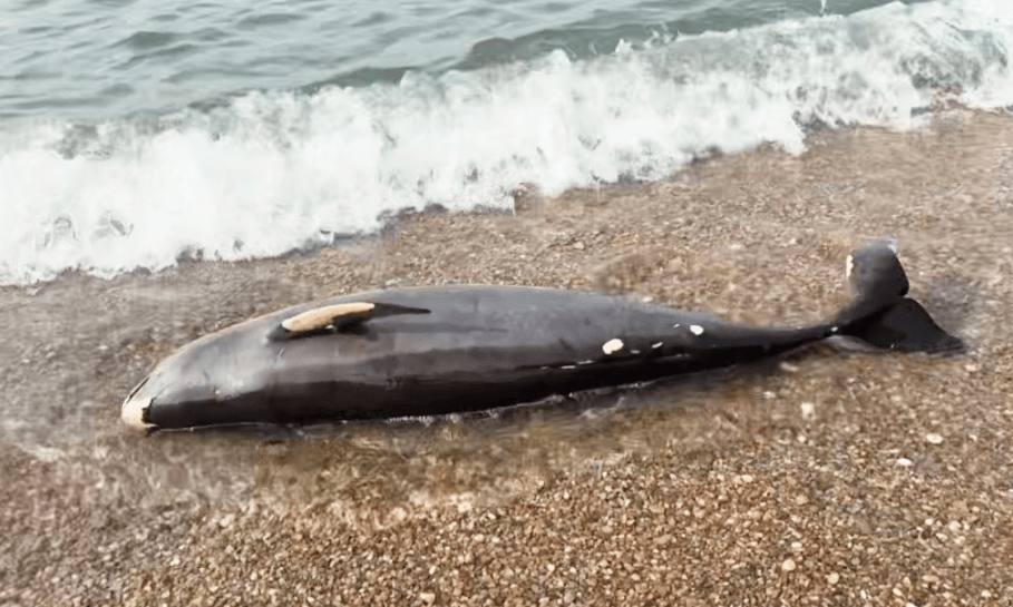 皇冠信用盘登3代理_女大学生在大连海边拍摄素材皇冠信用盘登3代理，却意外发现已死亡的它