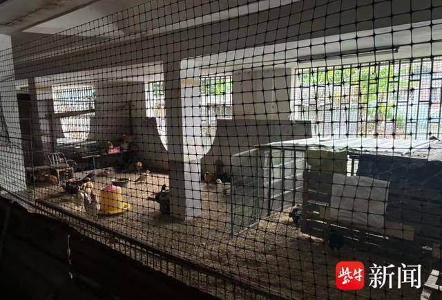 如何代理皇冠信用网_离谱!男子耗资500多万元建造的别墅被邻居强占如何代理皇冠信用网,地下室养了几十只鸡鸭,警方介入后仍三番五次偷搬东西